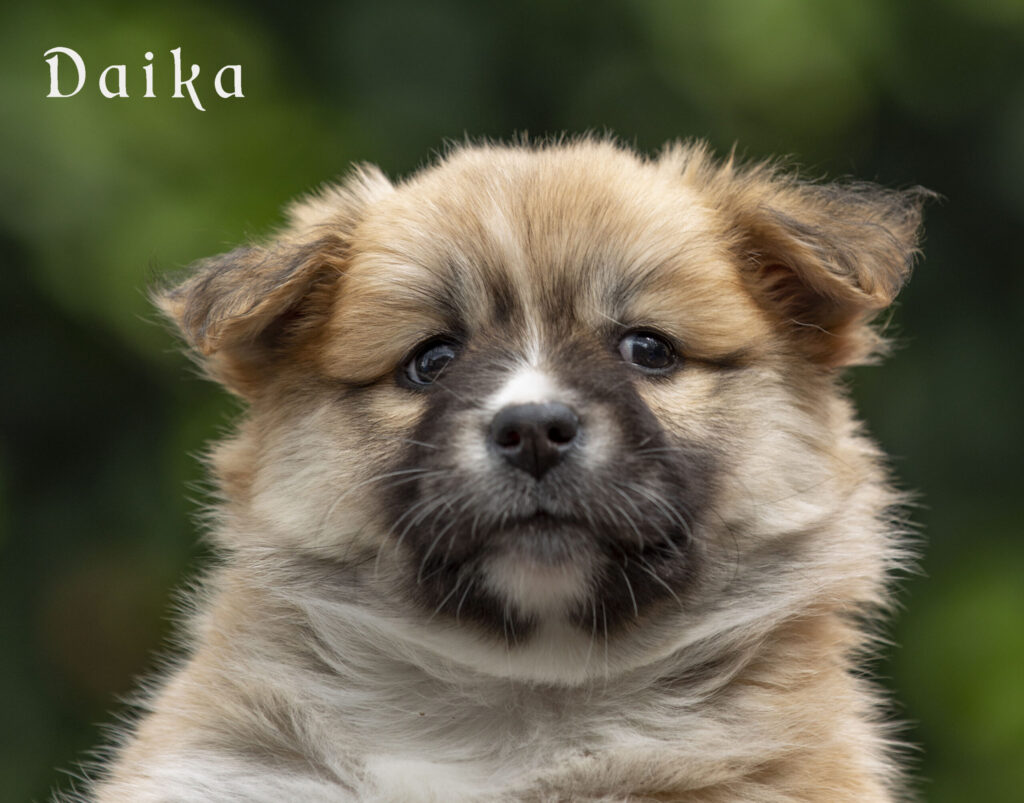 Dayka IJslandse Hond