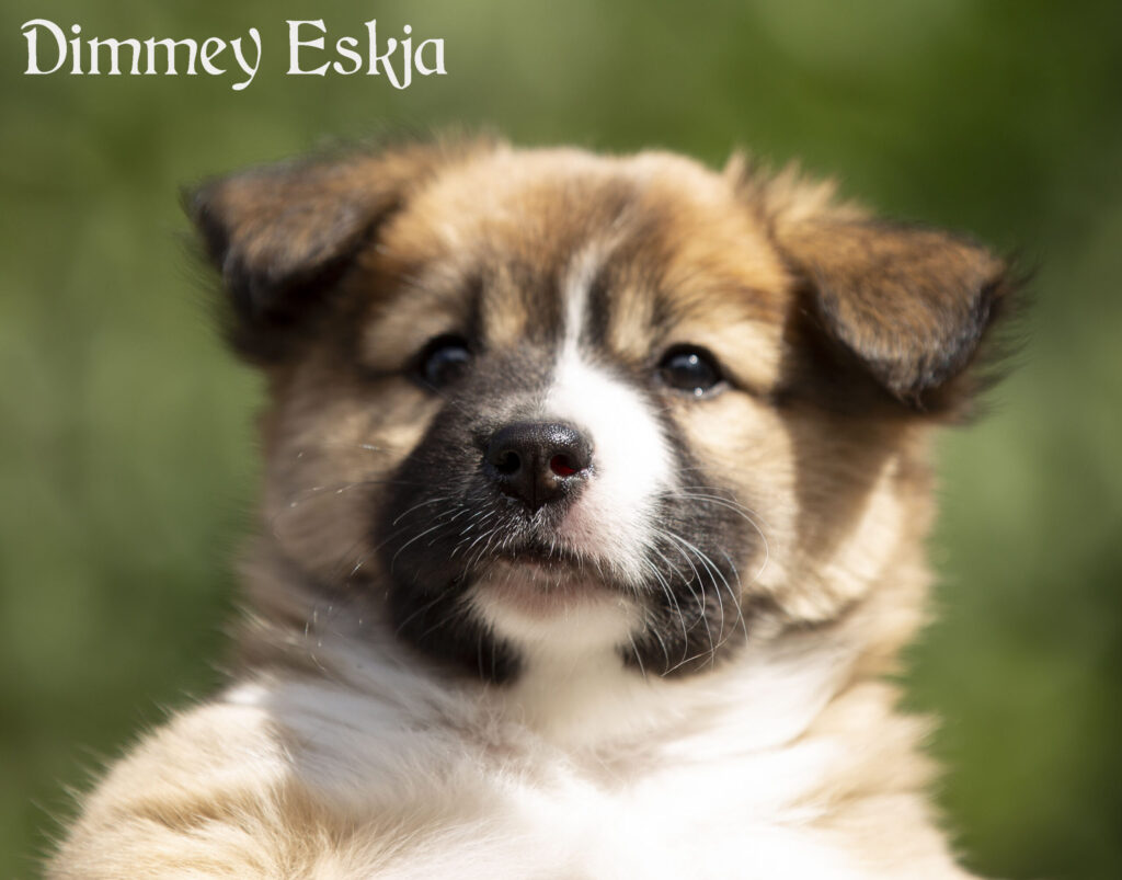 Dimmey-Eskja IJslandse Hond