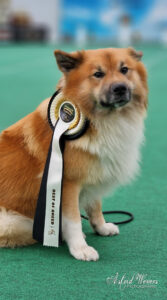 IJslandse Hond Akimboo BOB Champion