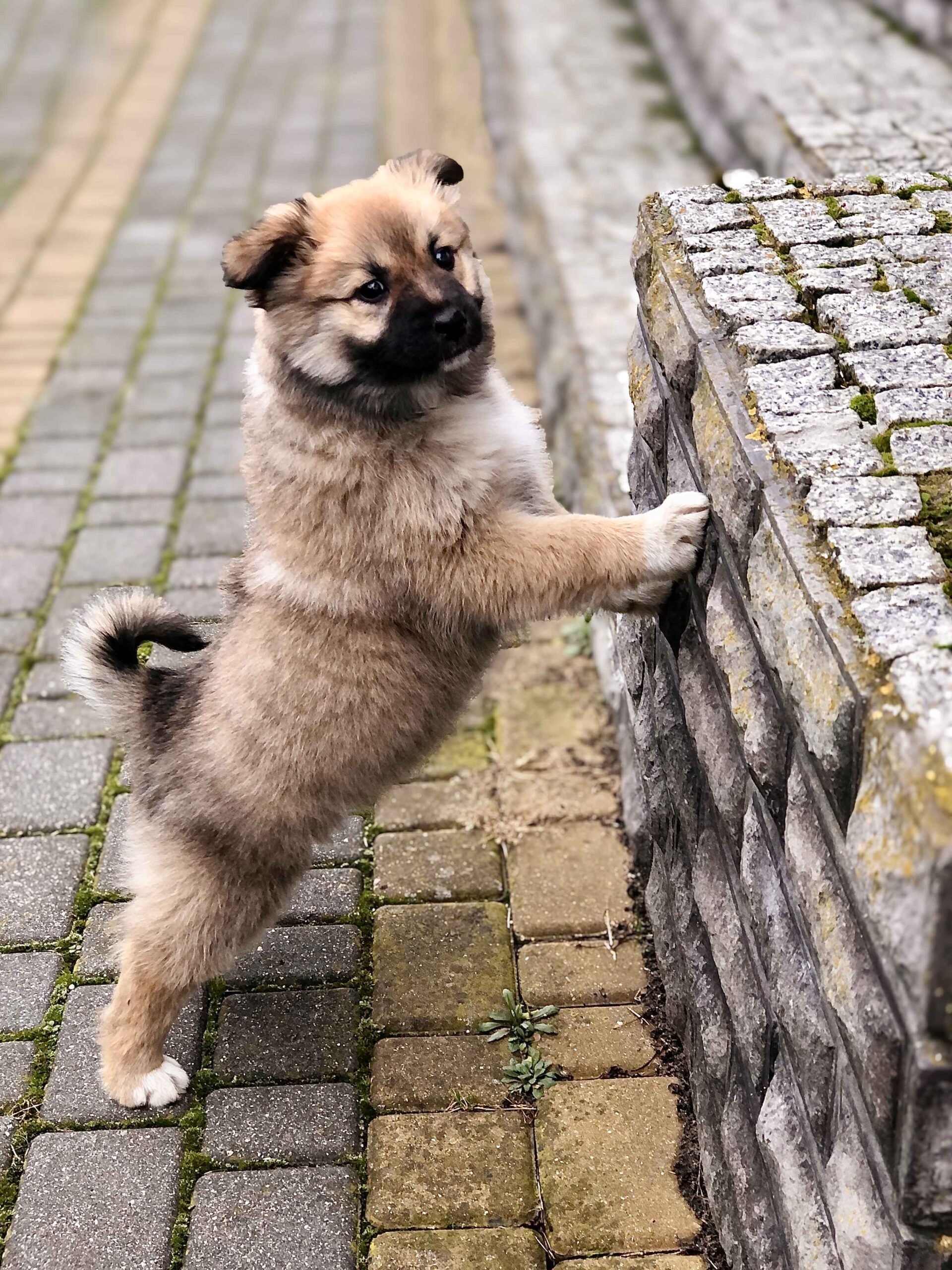 Sokka Icelandic Sheepdog